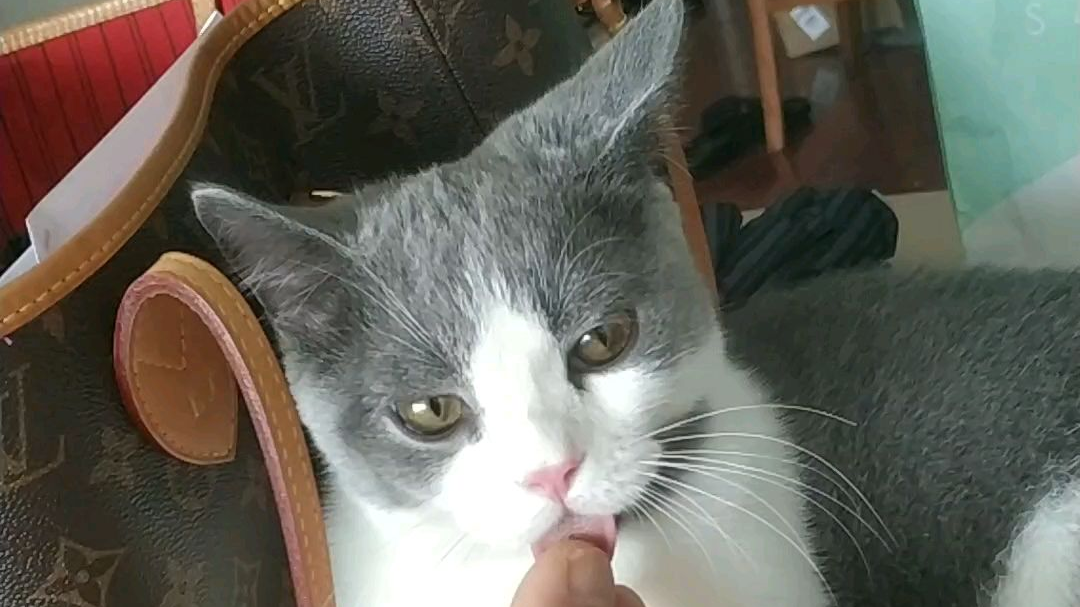 舔猫